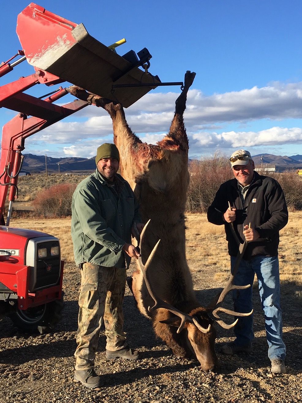 Armuth elk